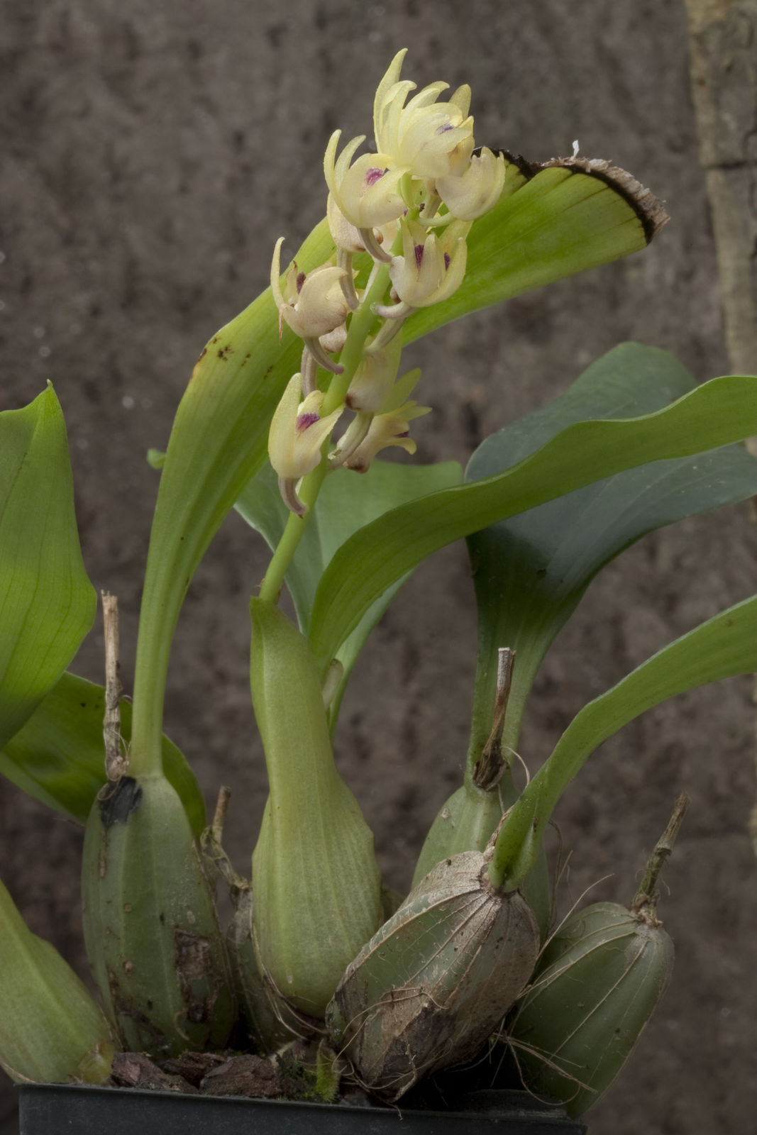 Eria scabrilinguis